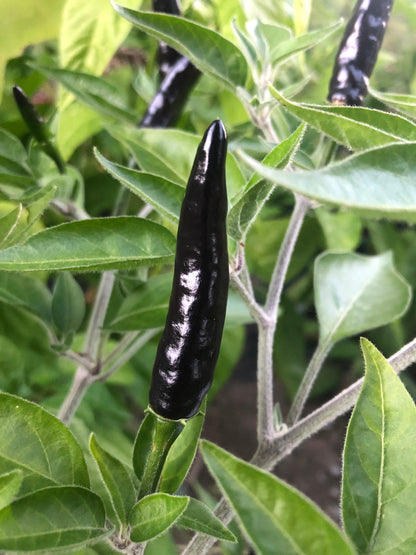 Goat's Weed Pepper Seeds