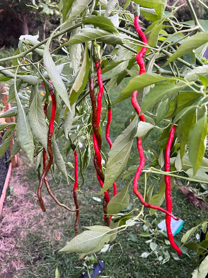 Thunder Mountain Longhorn Pepper Seeds