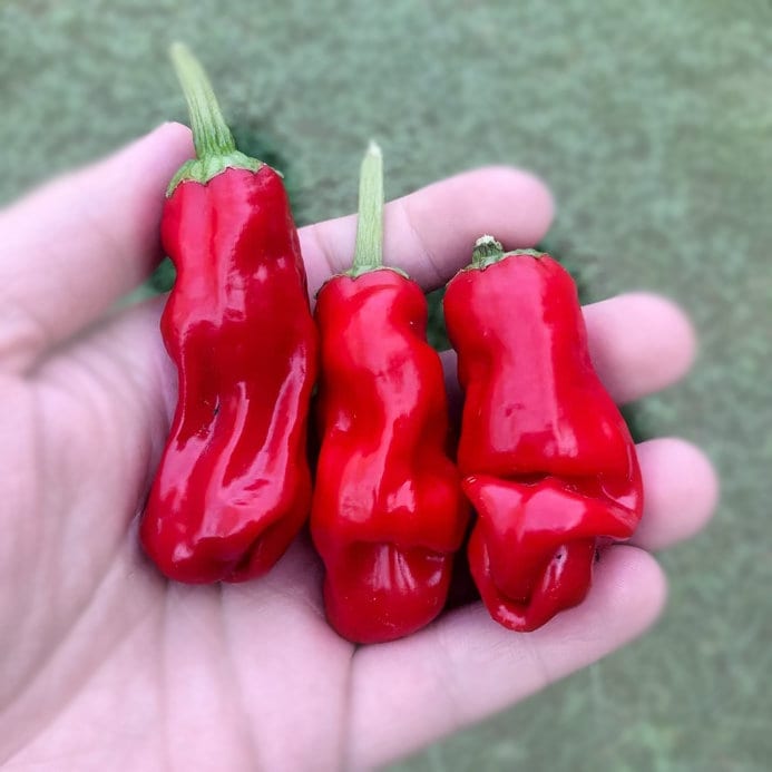 Peter pepper Seeds , organic, phallic