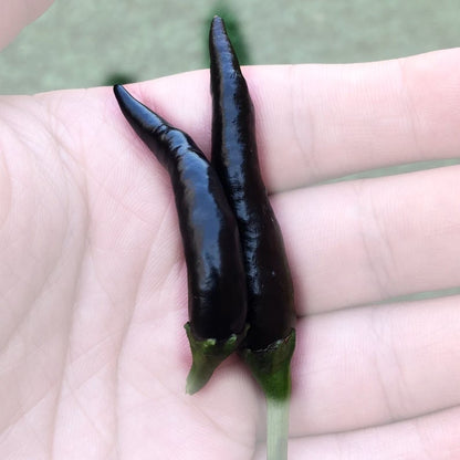 Black Thai Seeds Pepper , Organic