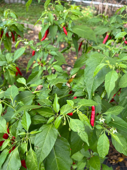 Thai Lightning Pepper Seeds , Organic