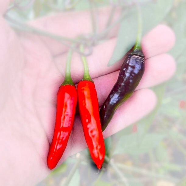 Halloween Thai Seeds Pepper Seeds