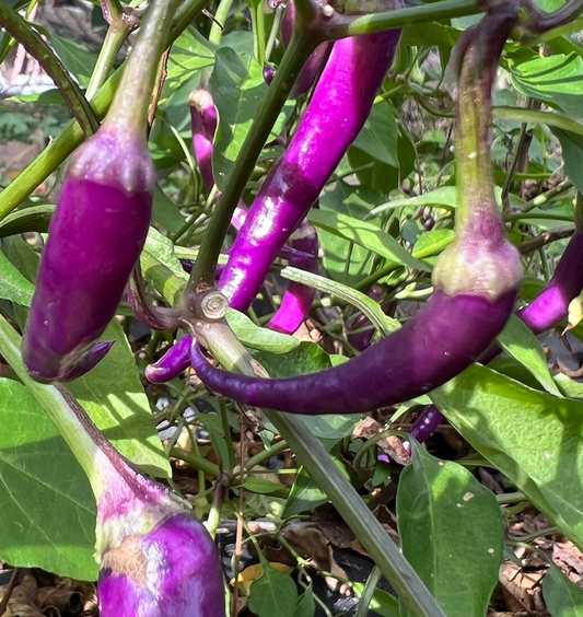 Semillas de Pimiento Morado Buena Mulata