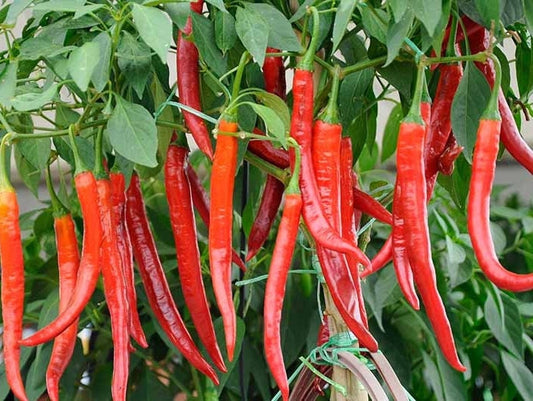 Long Corbaci Seeds Pepper