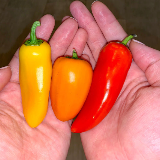 Organic Mini Sweet Pepper Seeds for Vibrant Home Gardening