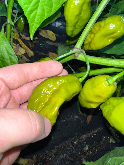 Gator Jigsaw Pepper Seeds