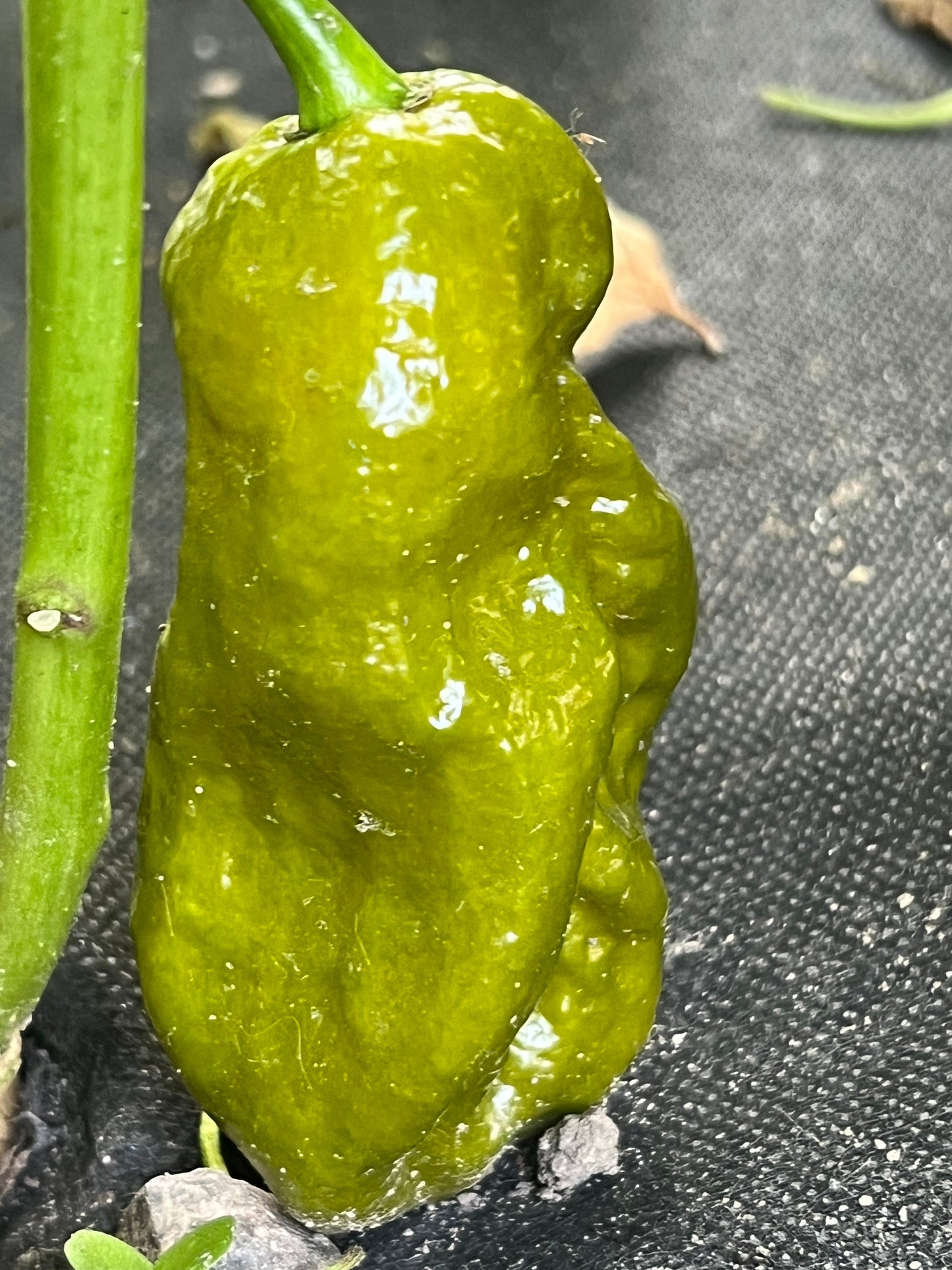 Gator Jigsaw Pepper Seeds