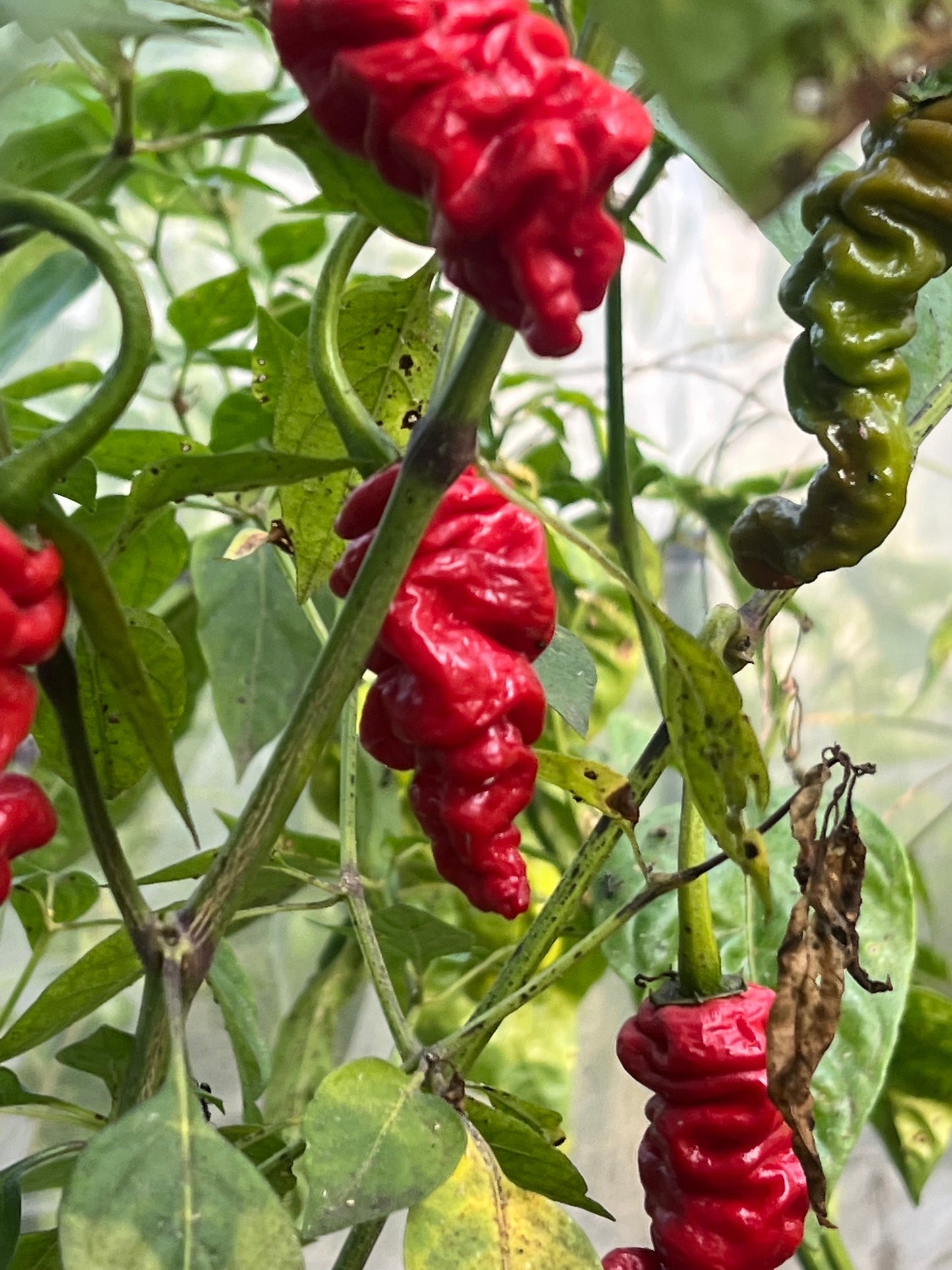 Ma Wartryx Pepper Seeds