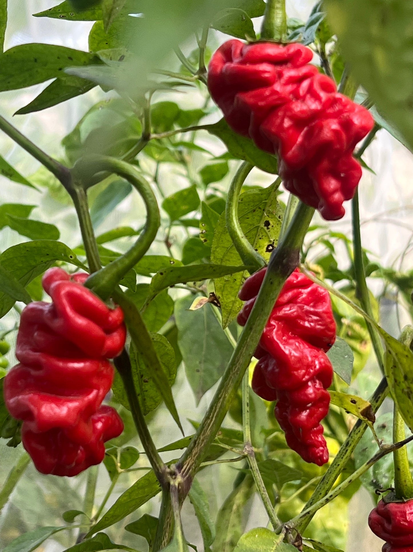 Ma Wartryx Pepper Seeds