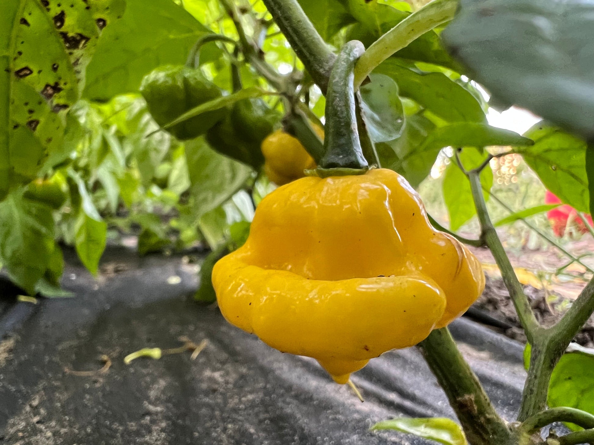 KS Lemon Starrburst Pepper Seeds