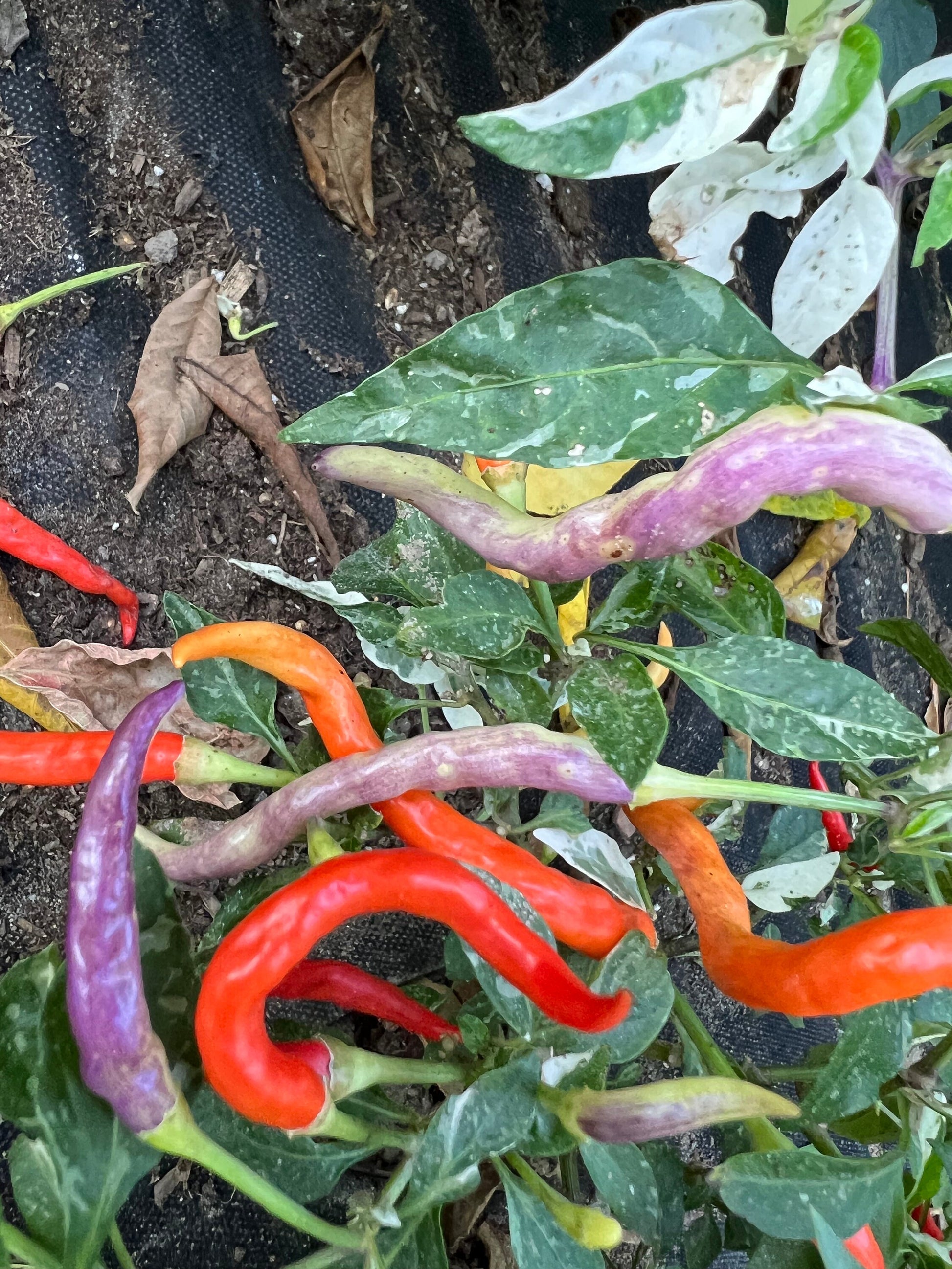 Dream Catcher Pepper Seeds