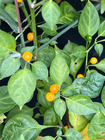 Aji Charapita Pepper Seeds