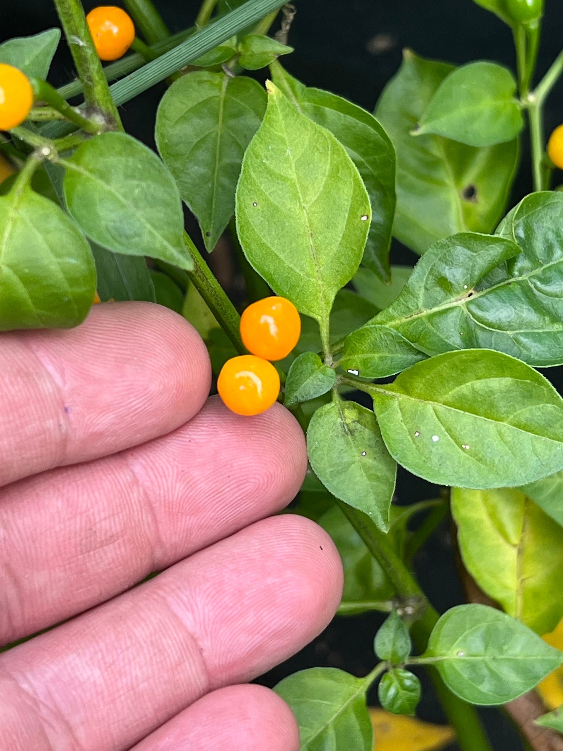 Aji Charapita Pepper Seeds