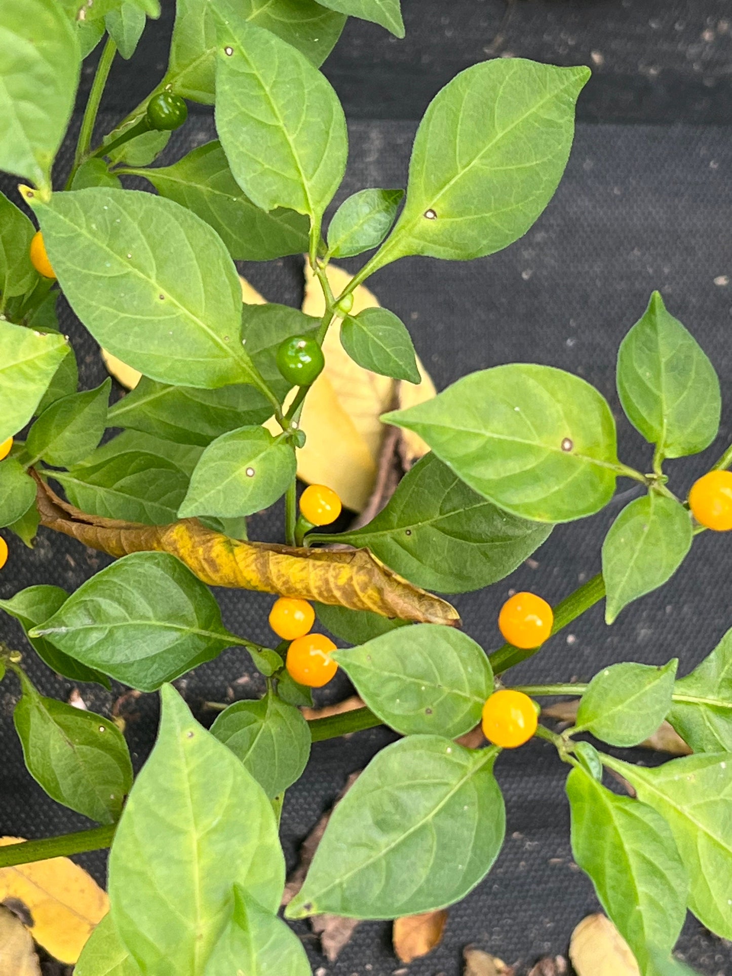 Aji Charapita Pepper Seeds