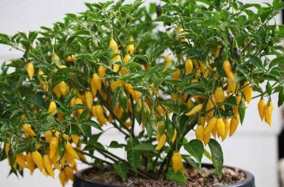 Aji Lemon Drop Pepper Seeds