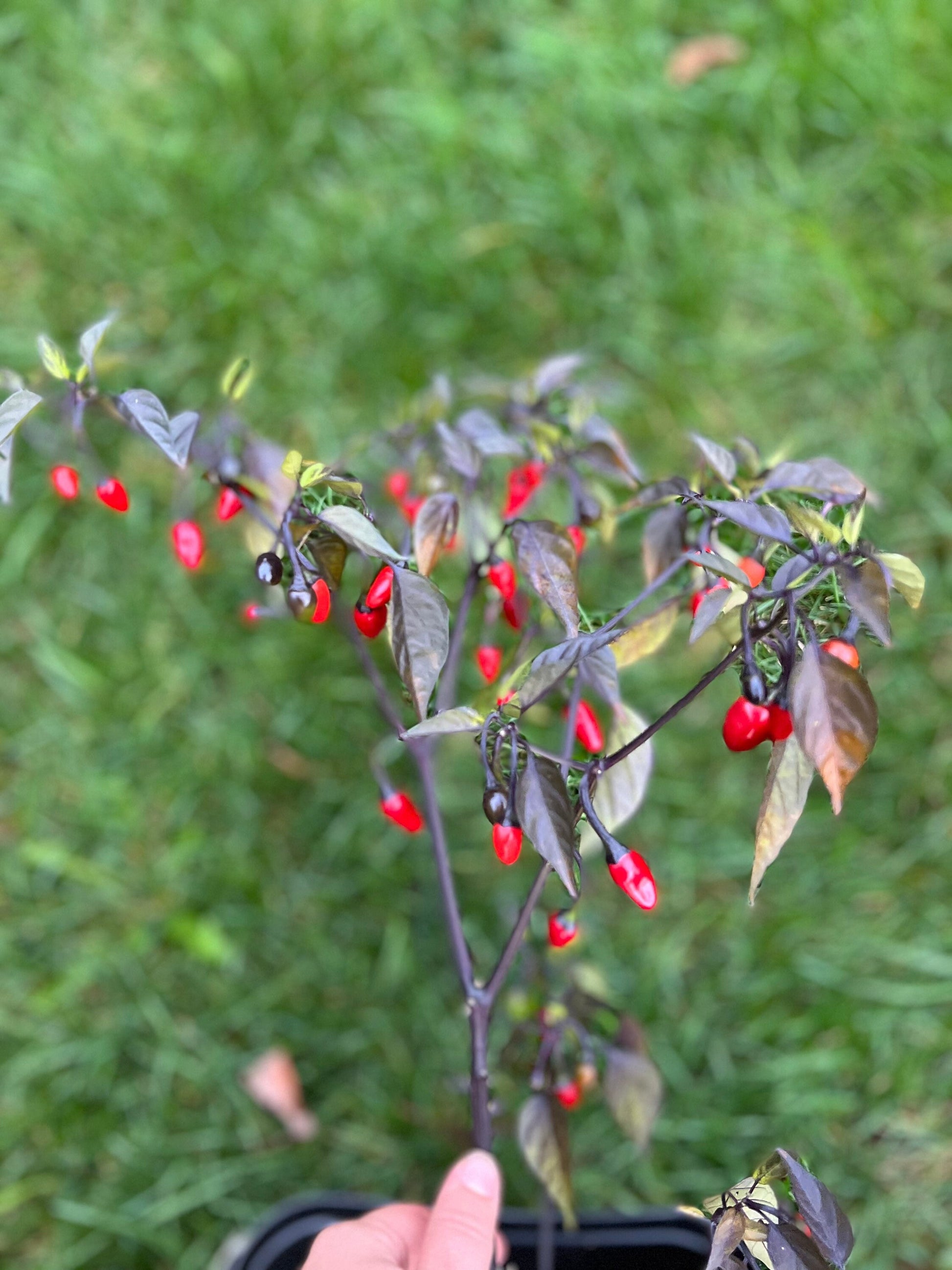 Bellingham Gardens Pepper Seeds , Organic