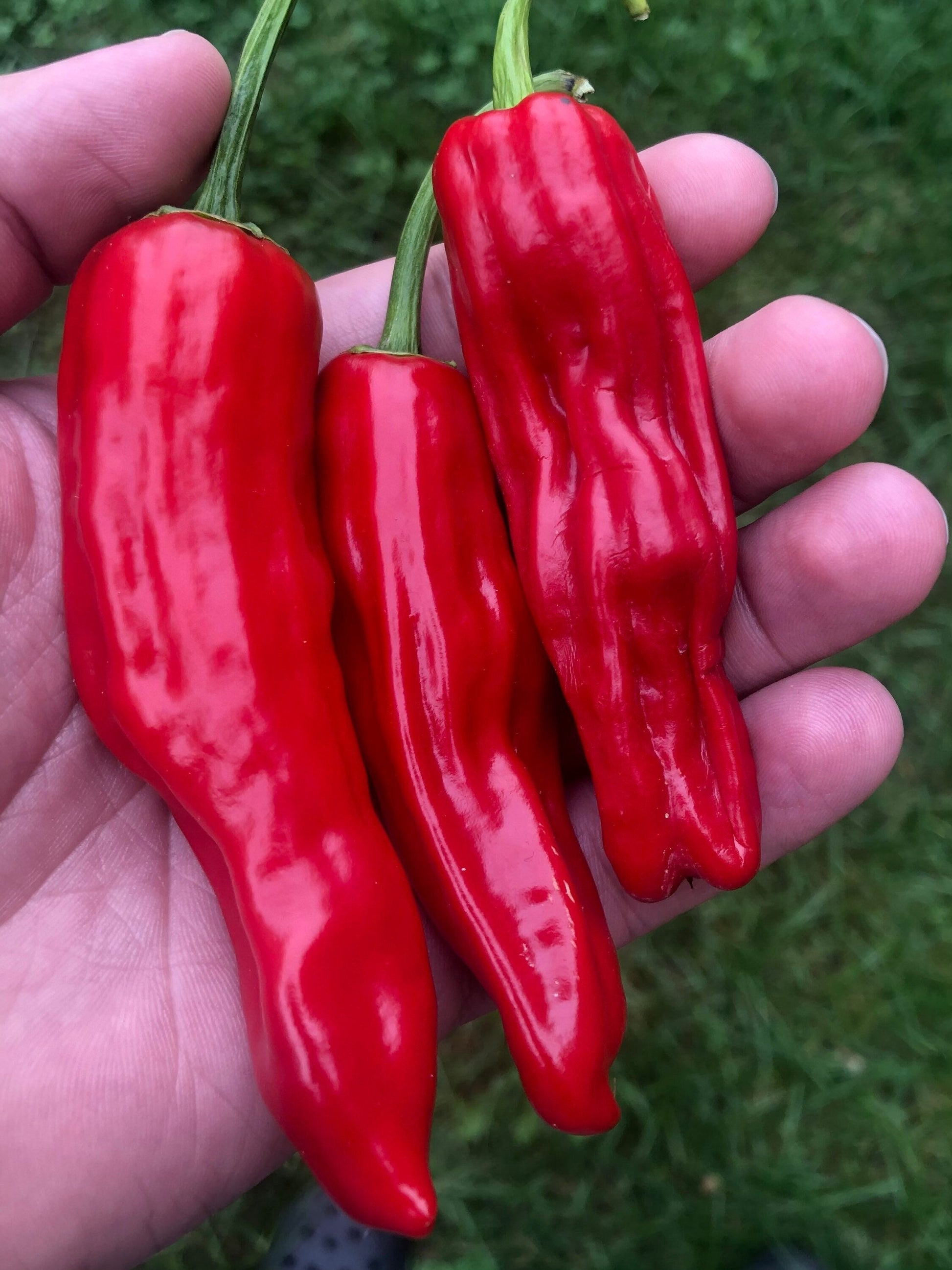 Italian Pepperoncini Pepper Seeds , Organic