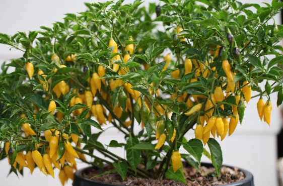 Award Winning Aji pineapple pepper seeds , organic