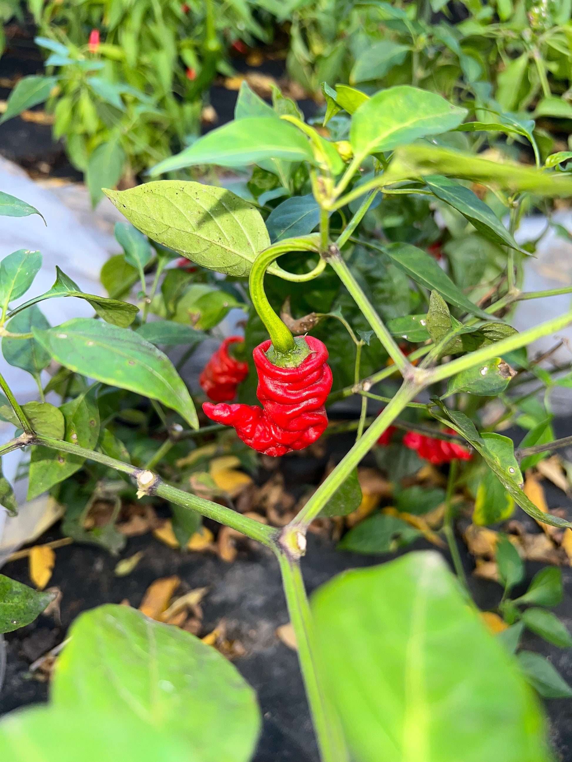 Ma Wartryx Pepper Seeds