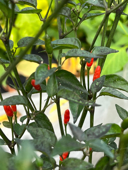 Texas Rice Pepper Seeds