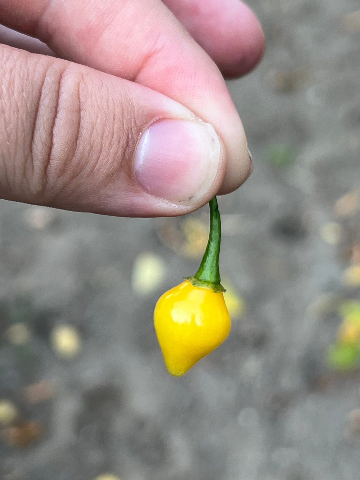 Yellow Biquinho Pepper Seeds