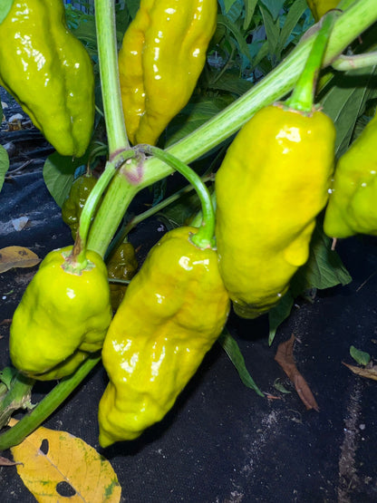 Gator Jigsaw Pepper Seeds