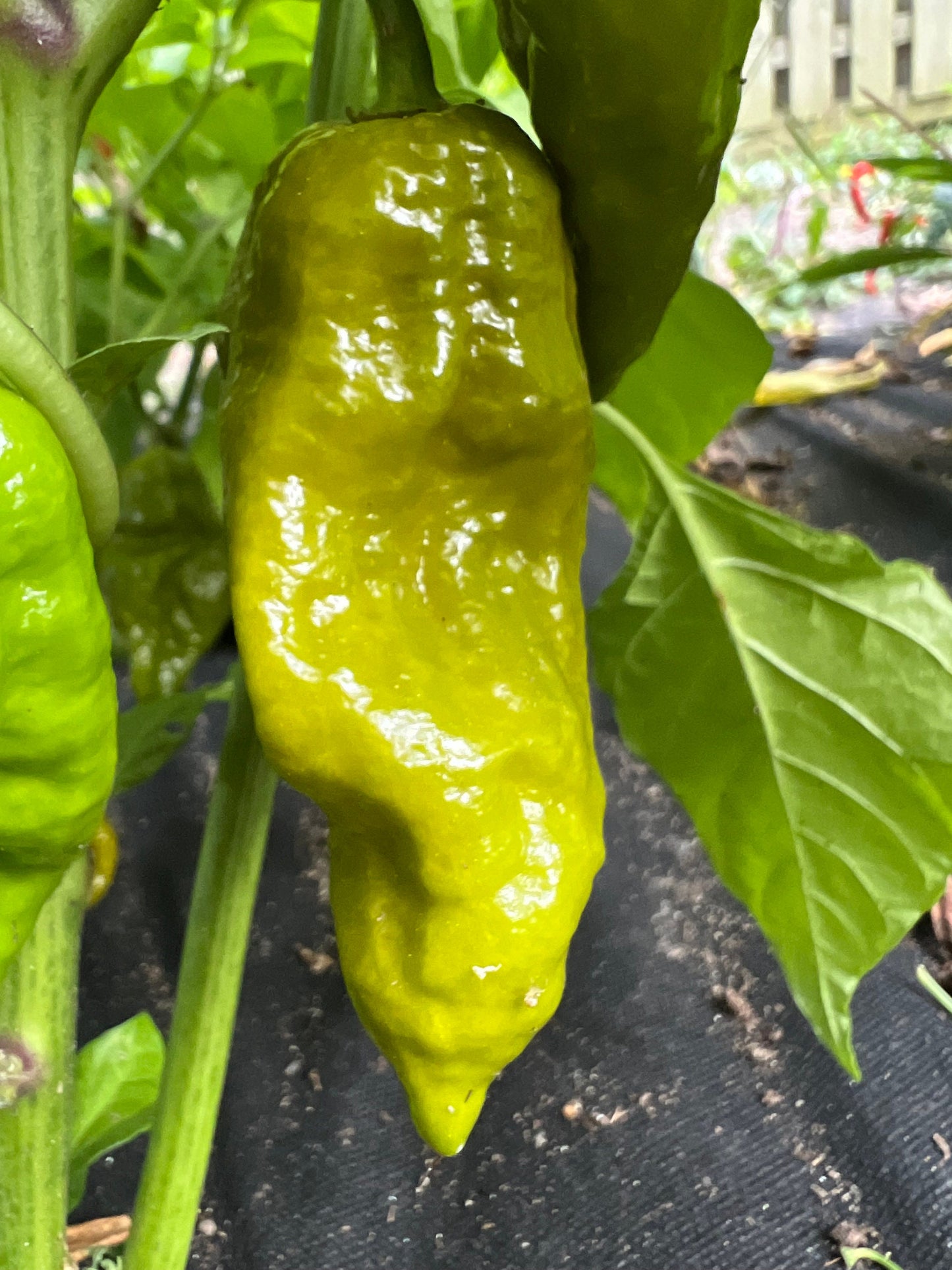 Gator Jigsaw Pepper Seeds