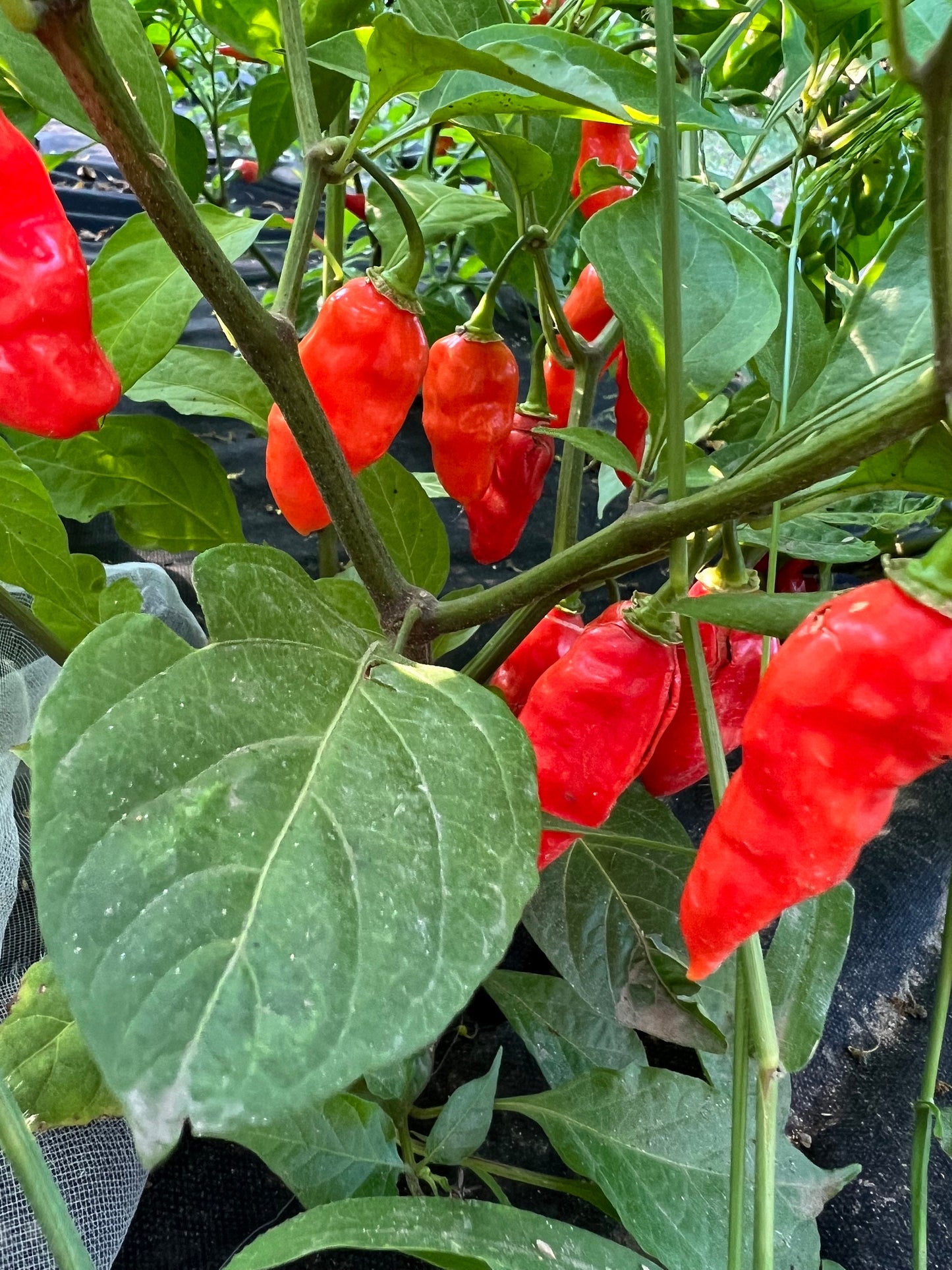 Bhut Jolokia Pepper Seeds