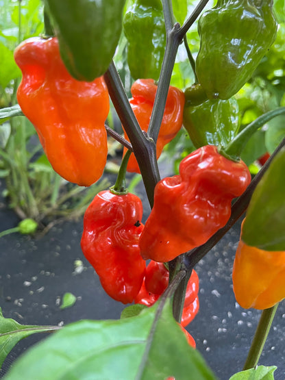 Bhut Jolokia Pepper Seeds