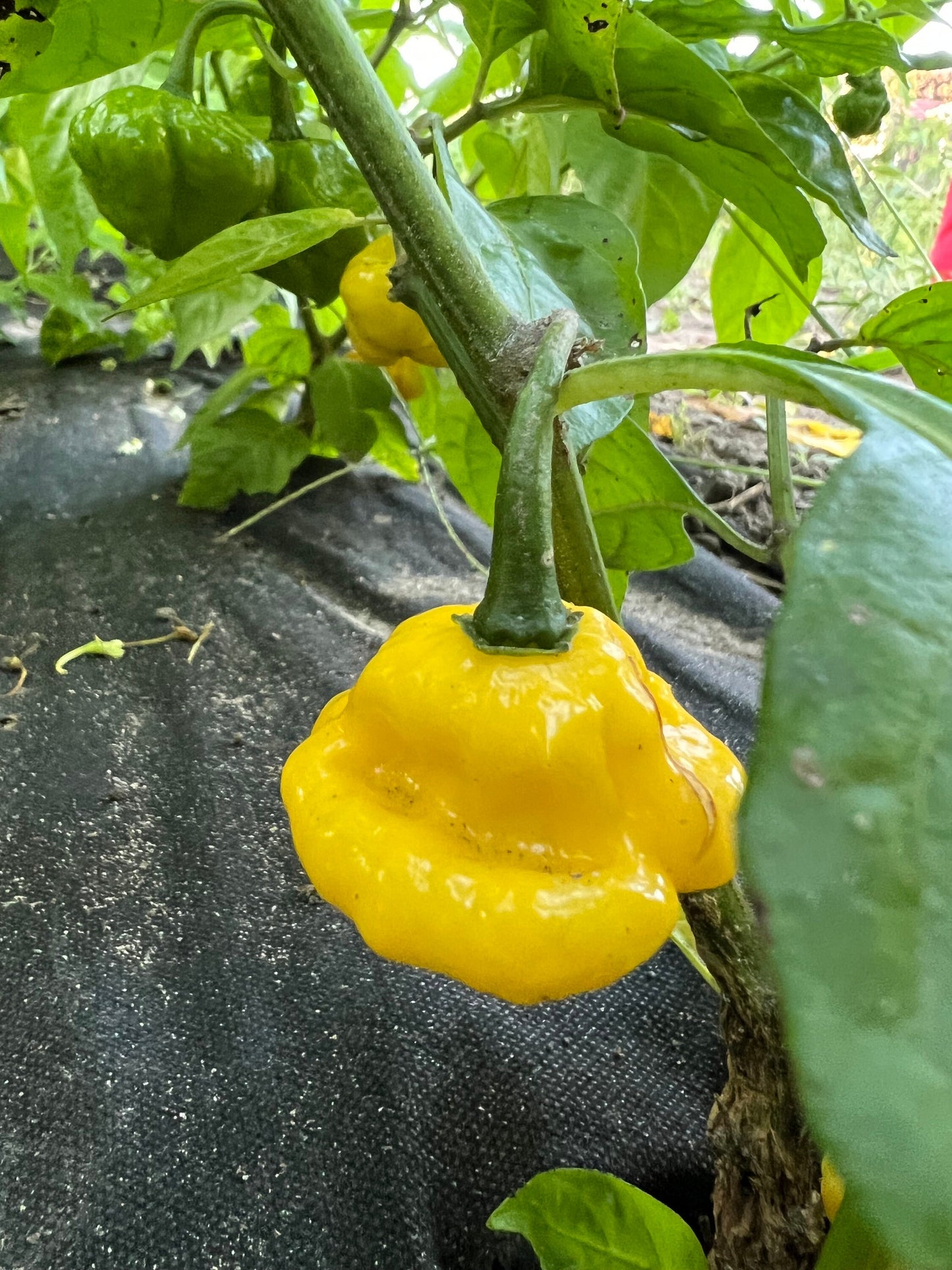 KS Lemon Starrburst Pepper Seeds