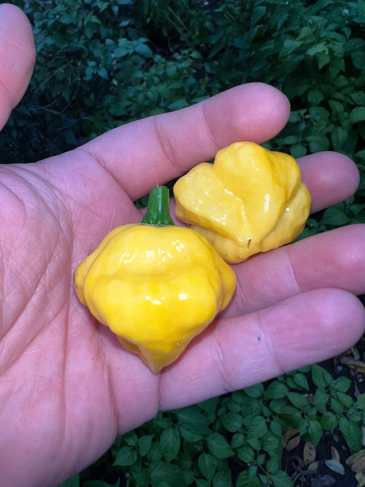 KS Lemon Starrburst Pepper Seeds