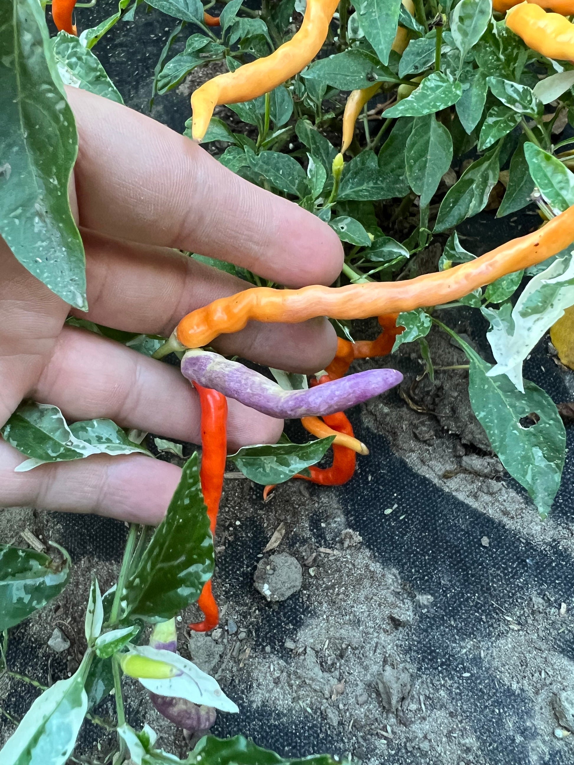 Dream Catcher Pepper Seeds