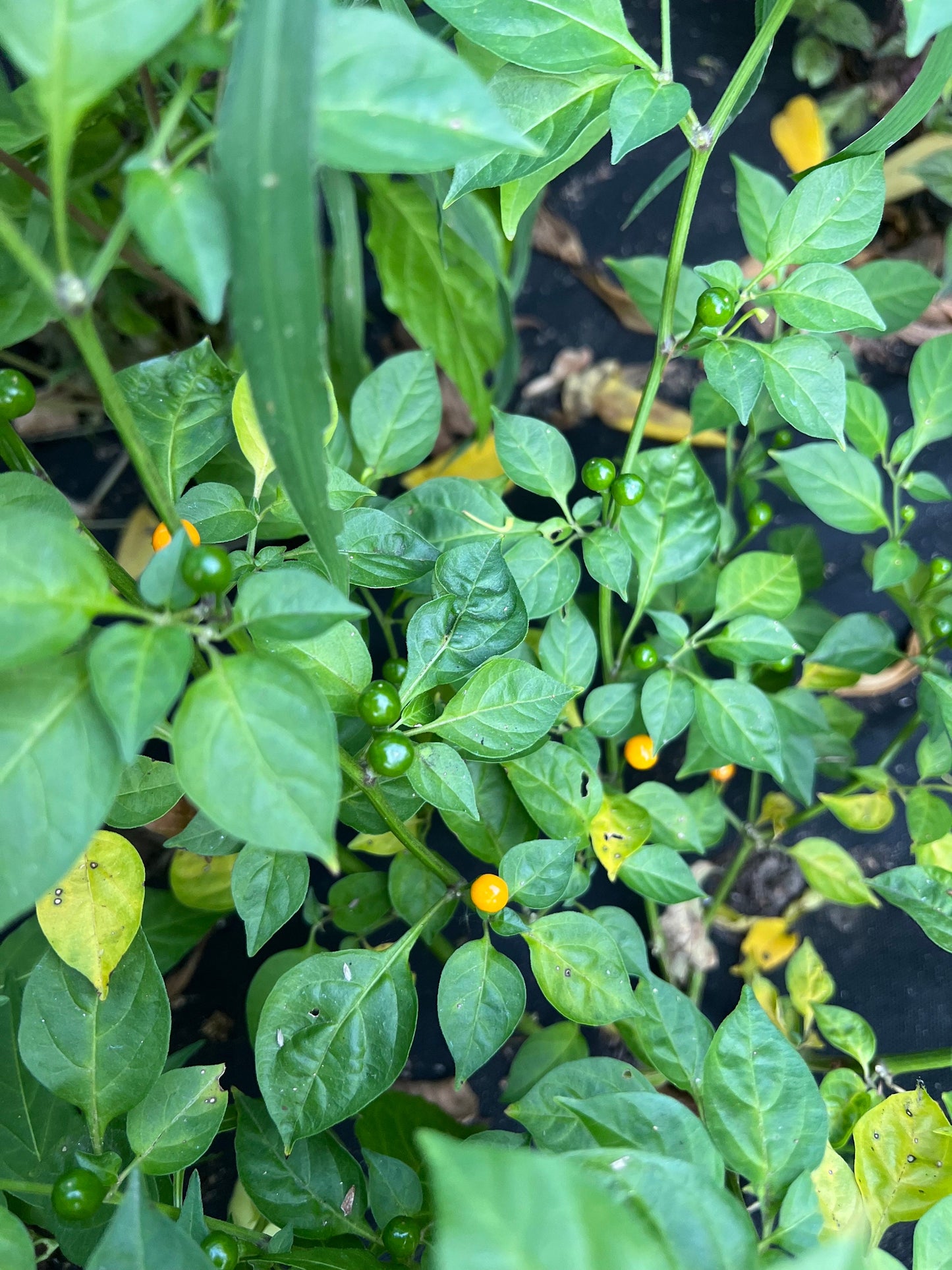 Aji Charapita Pepper Seeds