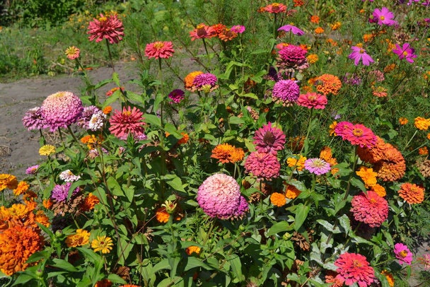 Zinnia Flower Seeds , California Double Giant organic