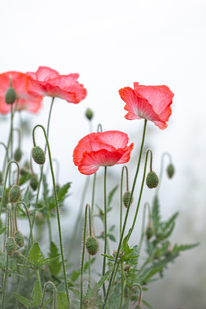 Poppy Flower Seeds, Falling In Love Organic