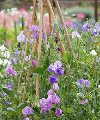 Sweat Pea Flower Seeds, Ocean Foam Organic