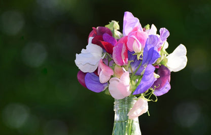 Sweat Pea Flower Seeds, Ocean Foam Organic