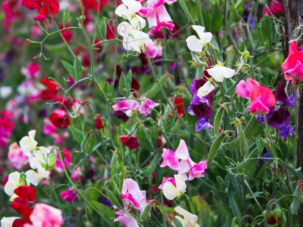 Sweat Pea Flower Seeds, Ocean Foam Organic