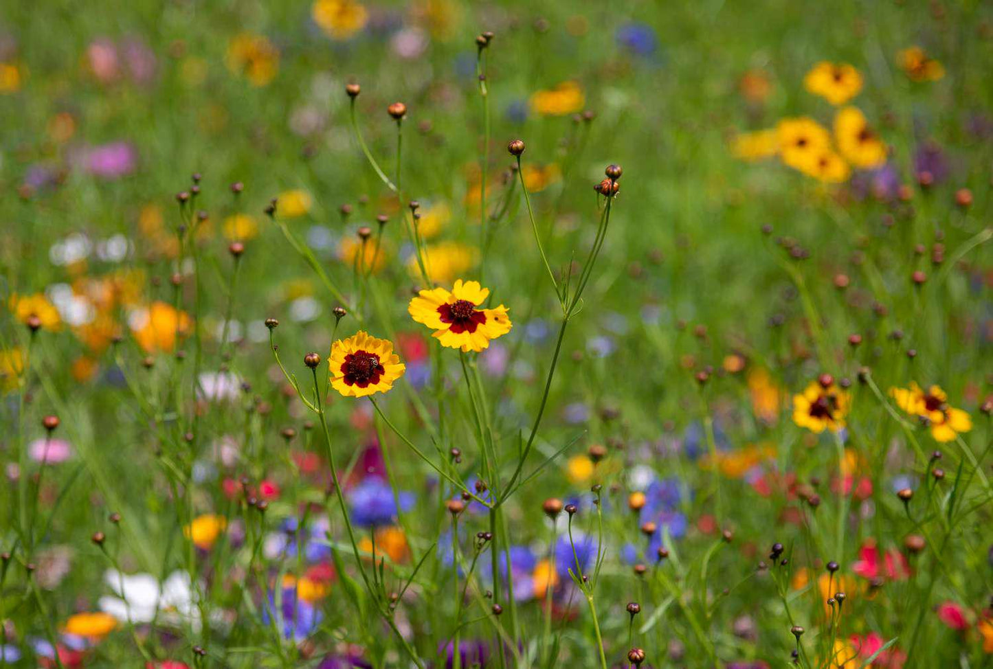 Honeybee Wildflower Seed Mix, Organic