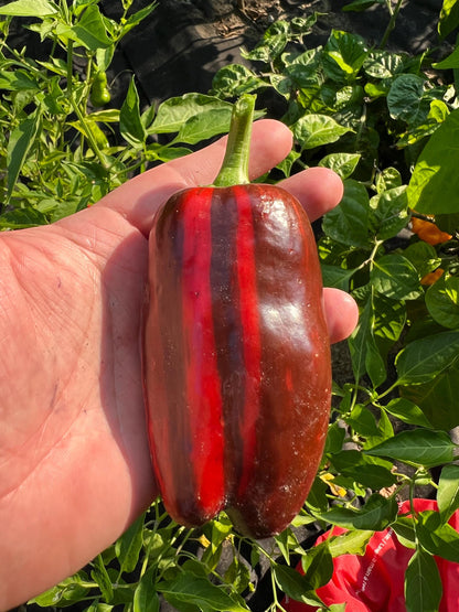 Mocha Swirl Pepper Seeds , Organic, Variegated