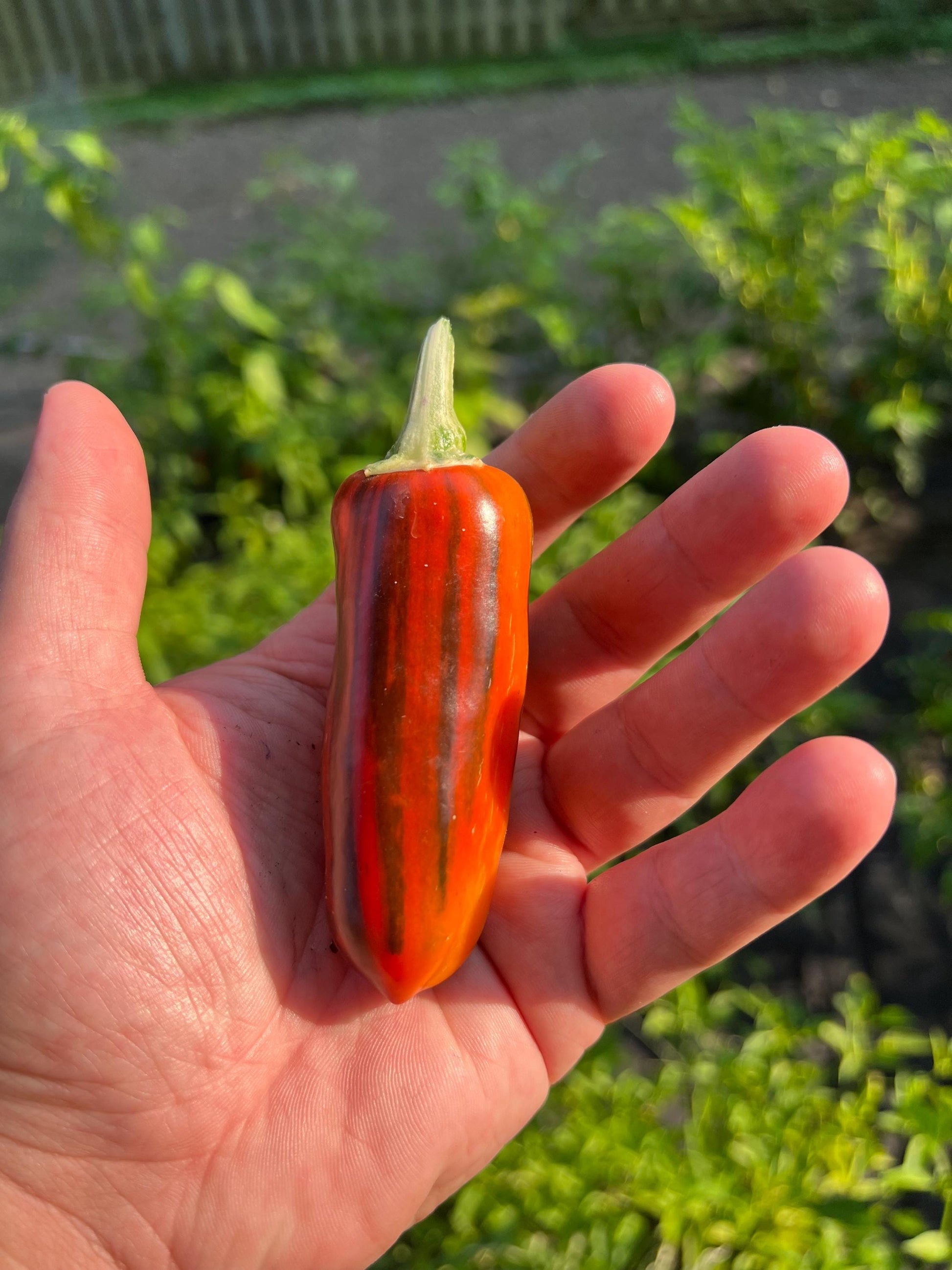 Mocha Swirl Pepper Seeds , Organic, Variegated