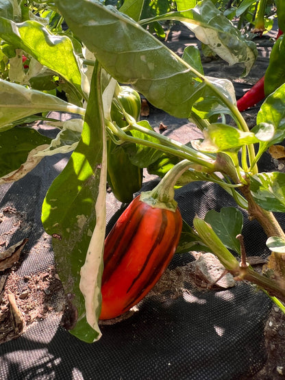 Mocha Swirl Pepper Seeds , Organic, Variegated