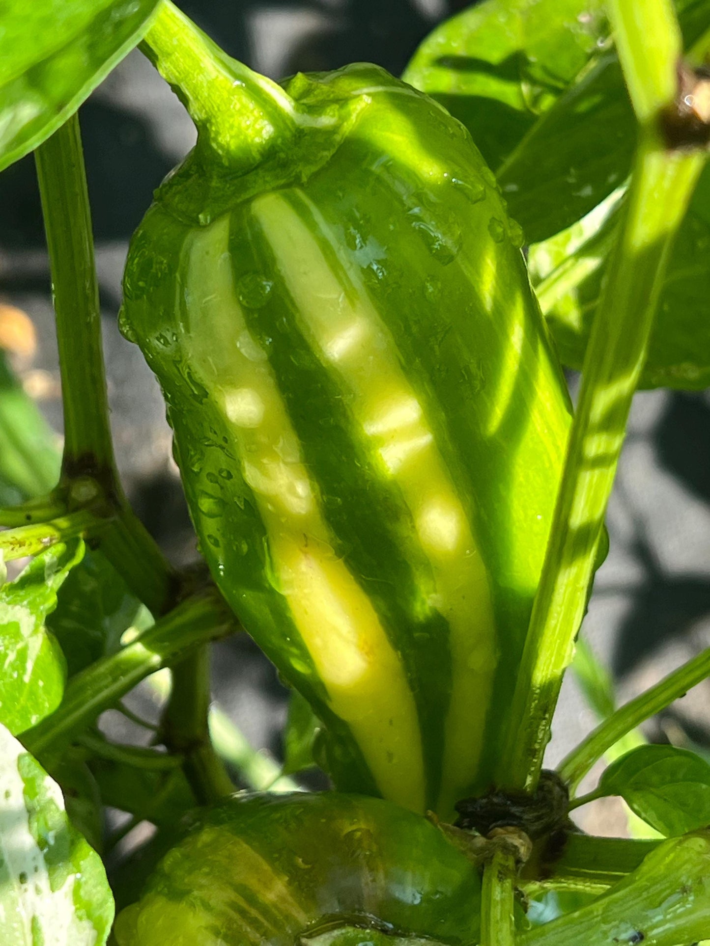 Mocha Swirl Pepper Seeds , Organic, Variegated