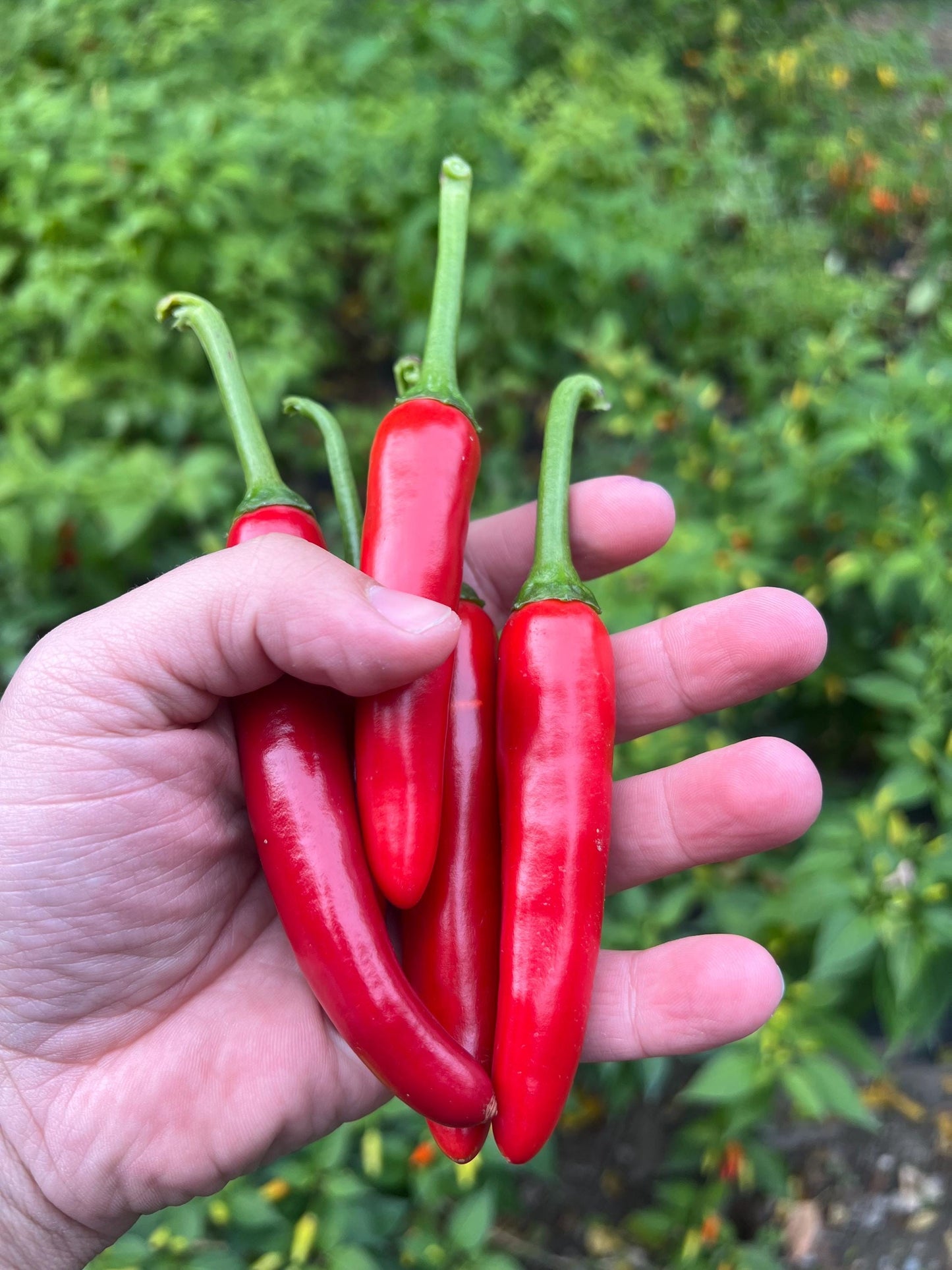 Kimchi Pepper Seeds , Organic, Korean