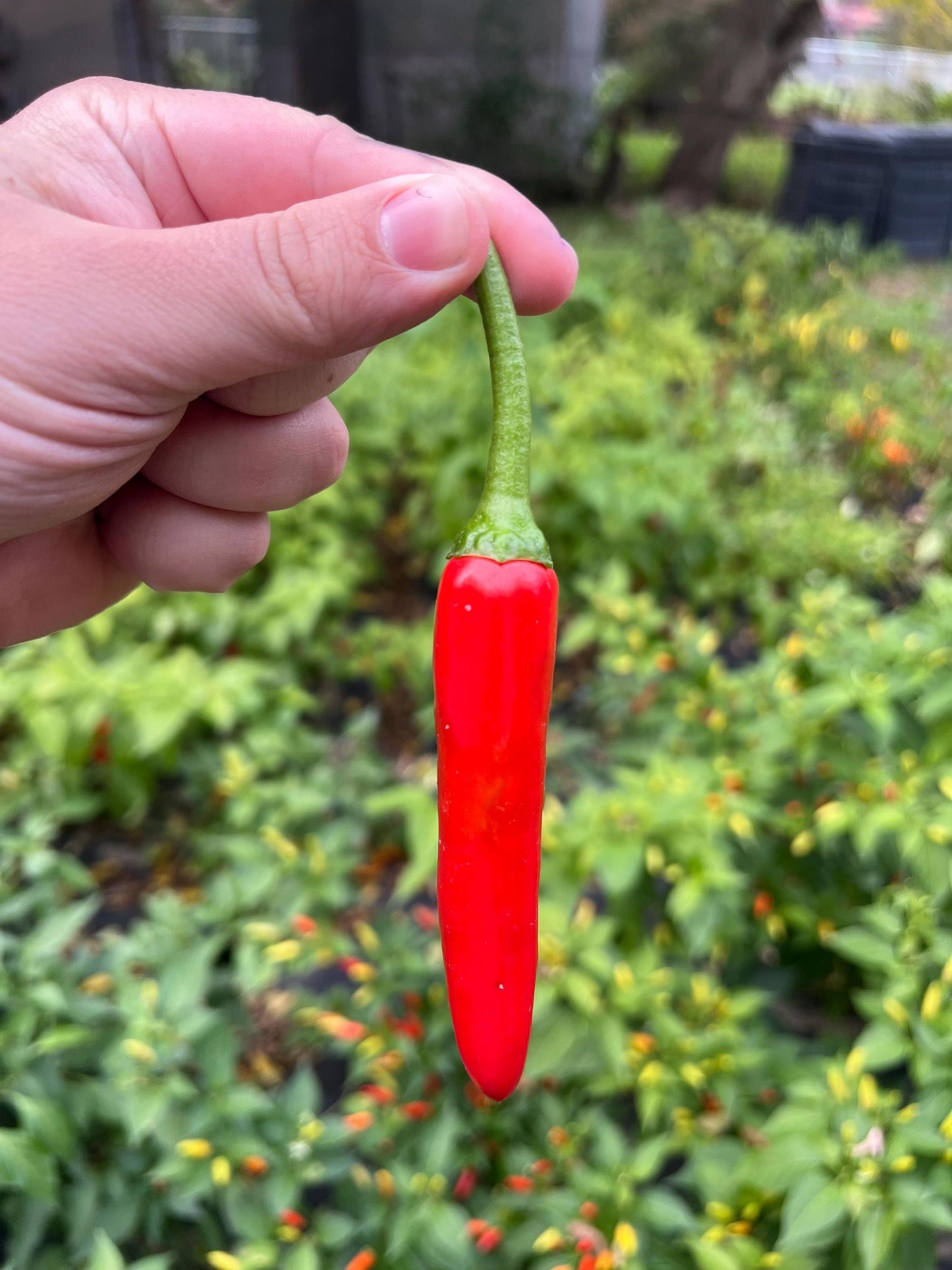 Kimchi Pepper Seeds , Organic, Korean