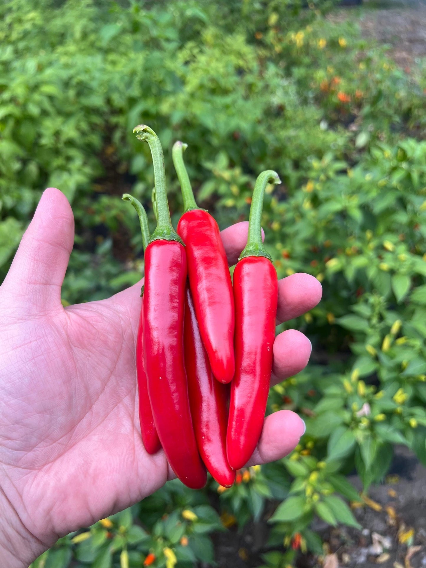 Kimchi Pepper Seeds , Organic, Korean