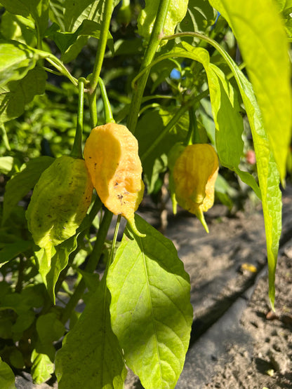 Peach Ghost Pepper Seeds , Organic