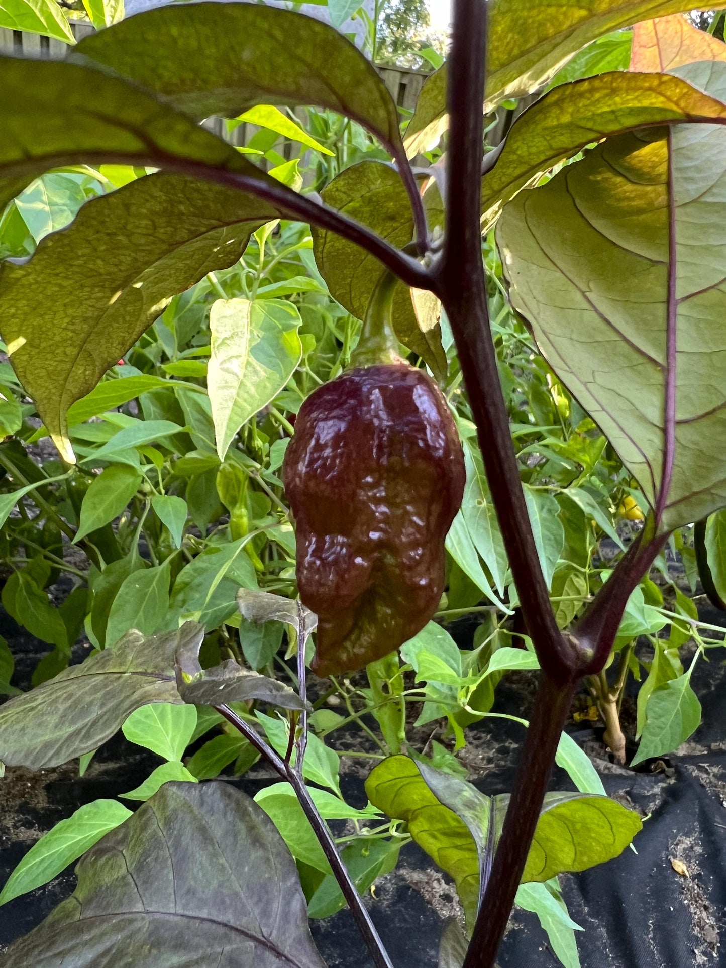 Purple Death Pepper Seeds , Organic