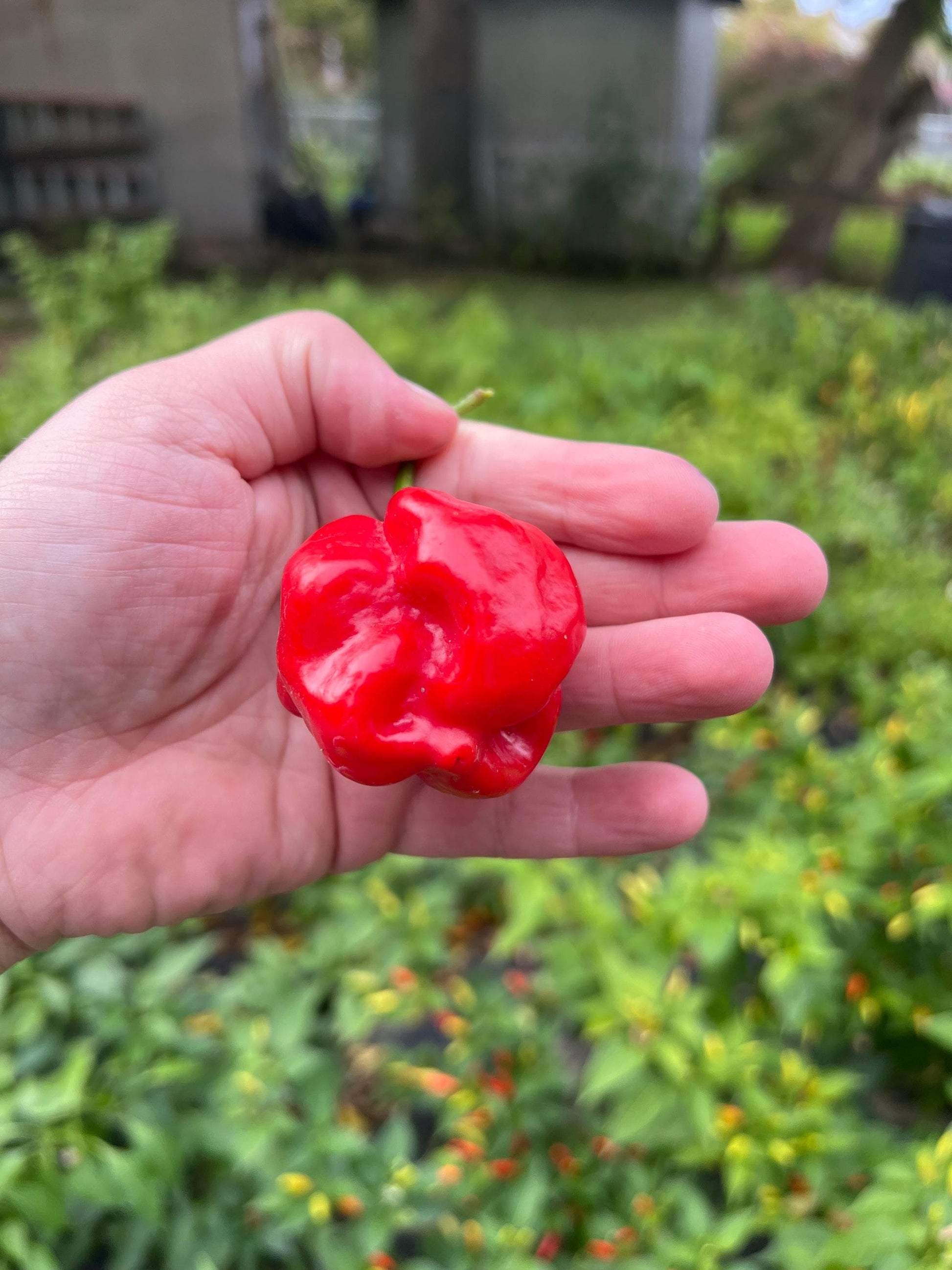 Big Red Scotch Bonnet Pepper Seeds , Organic