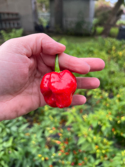 Big Red Scotch Bonnet Pepper Seeds , Organic